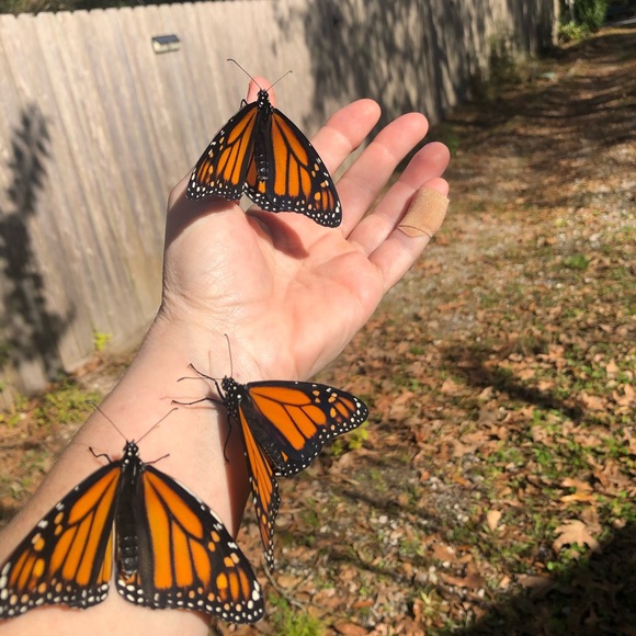 Meet your Posher, Myrna - Picture 8 of 16